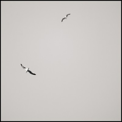 toned B&W of 2 gulls flying overhead